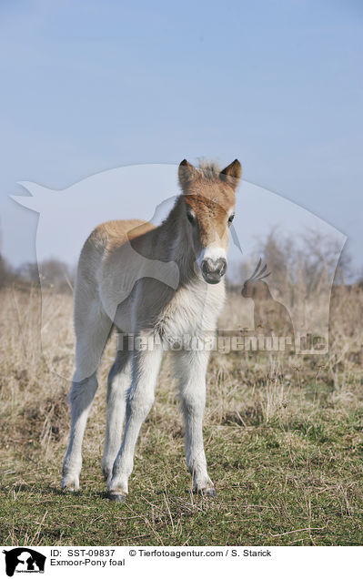 Exmoor-Pony foal / SST-09837