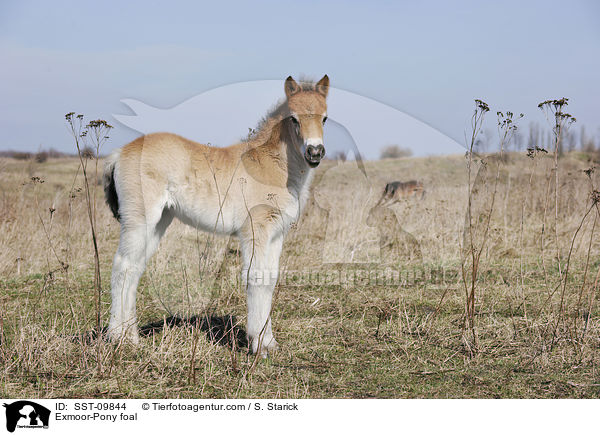 Exmoor-Pony foal / SST-09844