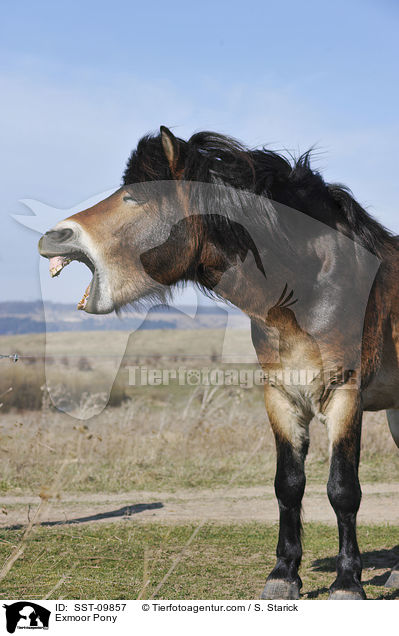 Exmoor Pony / SST-09857
