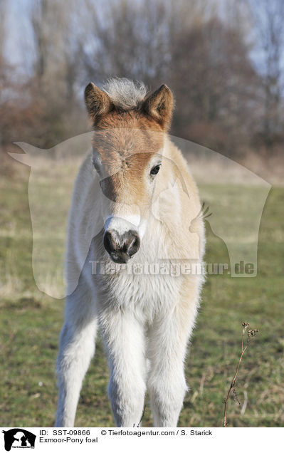 Exmoor-Pony foal / SST-09866