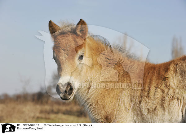 Exmoor-Pony foal / SST-09867