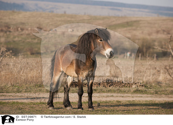Exmoor Pony / SST-09871