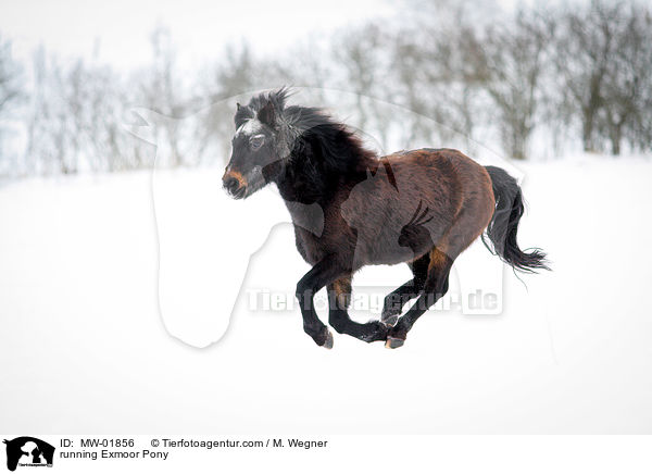 running Exmoor Pony / MW-01856