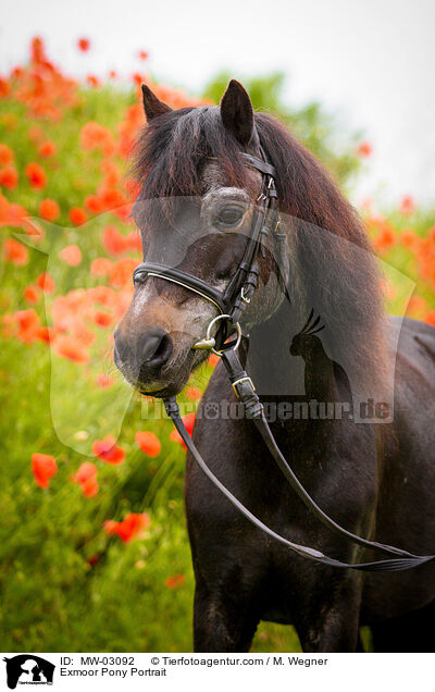 Exmoor Pony Portrait / MW-03092