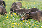 Exmoor Ponies