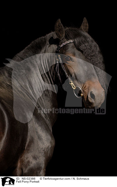 Fell Pony Portrait / NS-02386