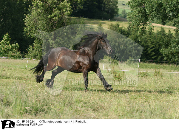 galloping Fell Pony / IP-03524