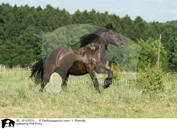 galoppierendes Fellpony / galloping Fell Pony / IP-03531