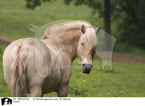 Fjordpferd Rotfalbe / horse / RR-00153