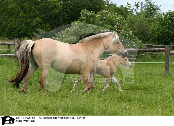 mare with foal / RR-02165