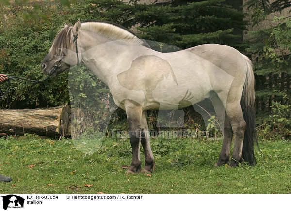 Fjordpferd Zuchthengst Ingolf / stallion / RR-03054