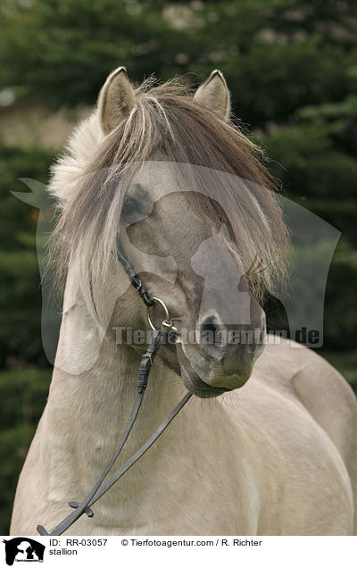 Fjordpferde Hengst im Portrait / stallion / RR-03057