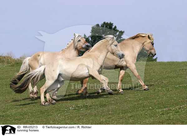rennende Pferde / running horses / RR-05213