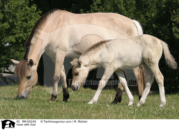 mare with foal / RR-05249