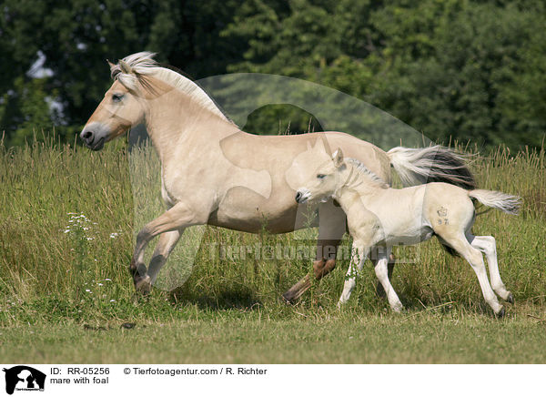 mare with foal / RR-05256