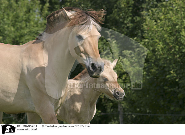mare with foal / RR-05261