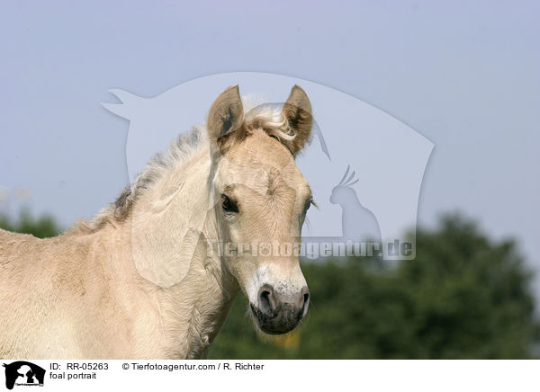 foal portrait / RR-05263