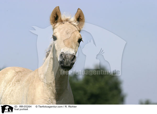 foal portrait / RR-05264