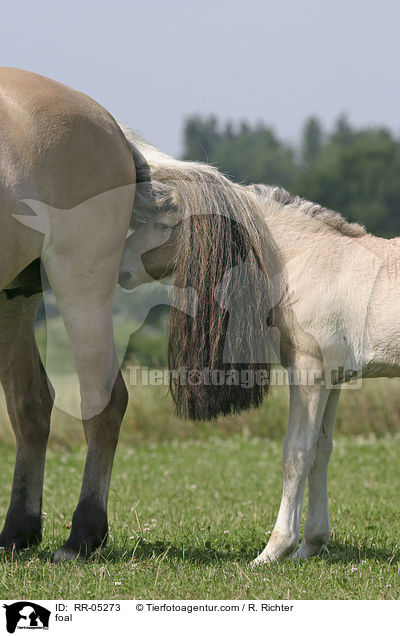 foal / RR-05273