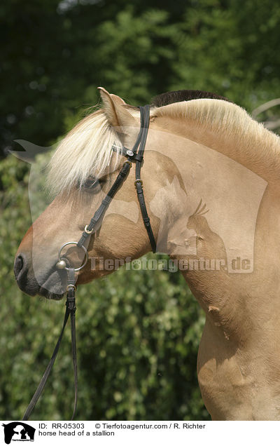 horse head of a stallion / RR-05303
