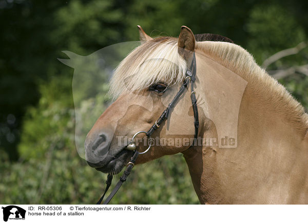horse head of a stallion / RR-05306