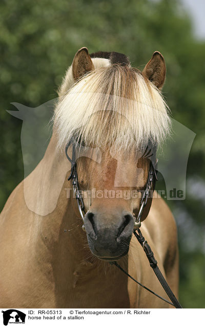 horse head of a stallion / RR-05313