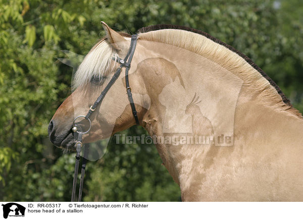 horse head of a stallion / RR-05317