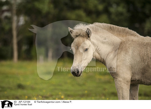 Fjord horse foal / AP-12184