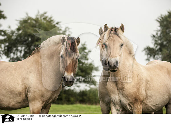 Fjord horses / AP-12186
