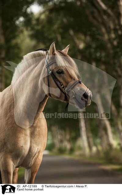 Fjord horse portrait / AP-12189