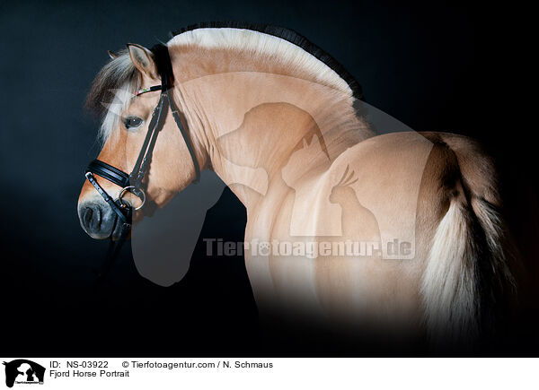 Fjord Horse Portrait / NS-03922