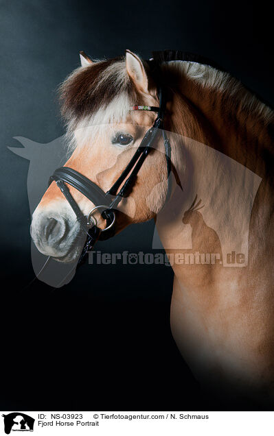 Fjord Horse Portrait / NS-03923