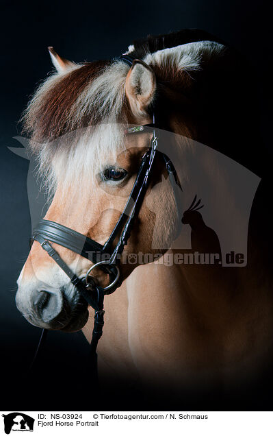 Fjord Horse Portrait / NS-03924