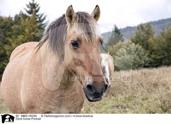 Fjord horse Portrait / MBS-16049