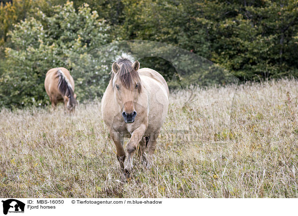 Fjord horses / MBS-16050