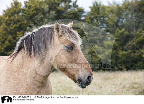 Fjord horse Portrait / MBS-16051