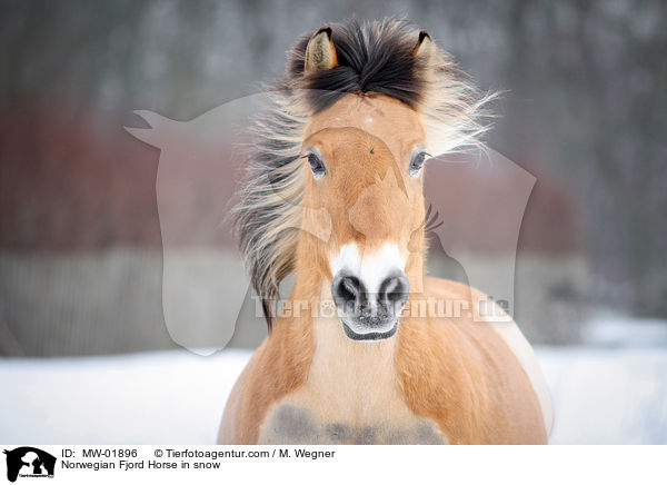 Norwegian Fjord Horse in snow / MW-01896