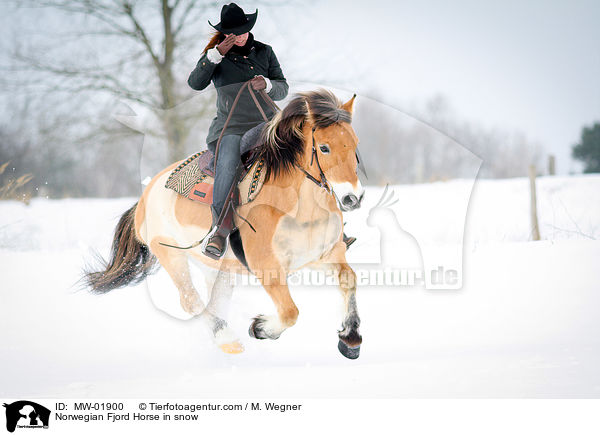 Norwegian Fjord Horse in snow / MW-01900