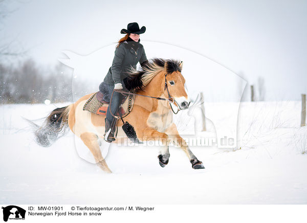Norwegian Fjord Horse in snow / MW-01901