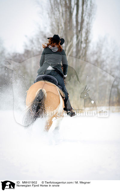 Norwegian Fjord Horse in snow / MW-01902