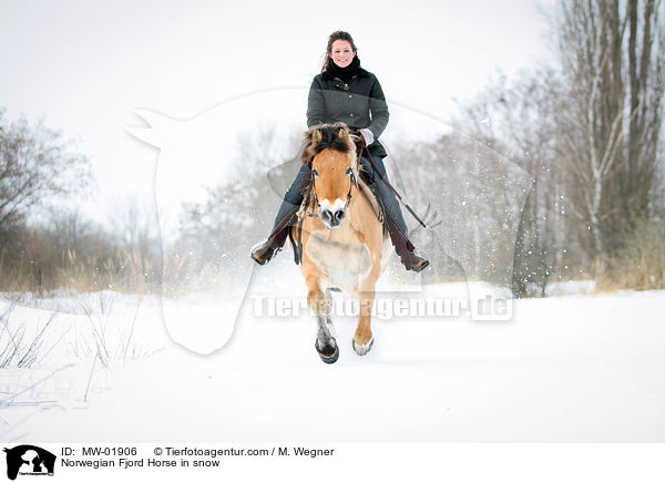 Norwegian Fjord Horse in snow / MW-01906