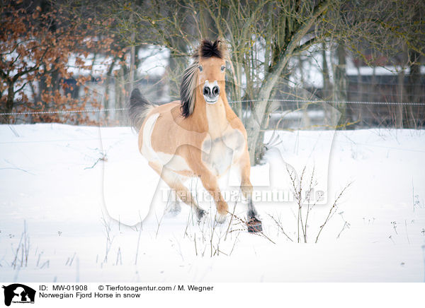 Norwegian Fjord Horse in snow / MW-01908