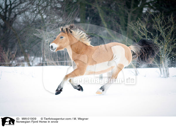 Norwegian Fjord Horse in snow / MW-01909