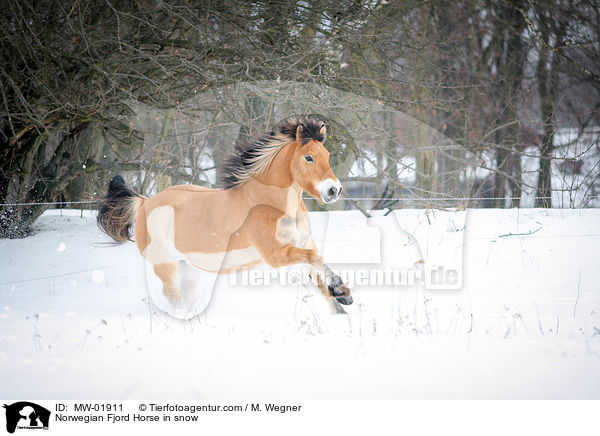 Norwegian Fjord Horse in snow / MW-01911