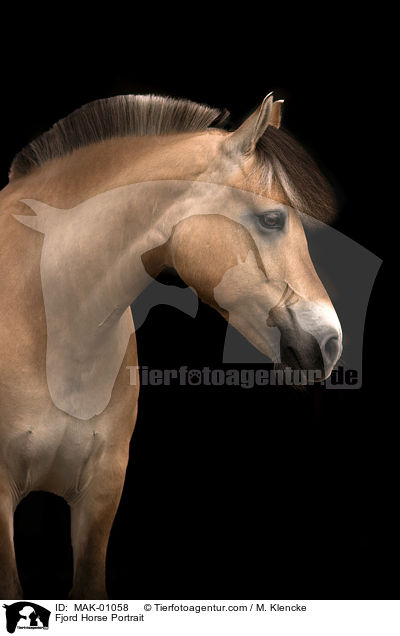 Fjord Horse Portrait / MAK-01058