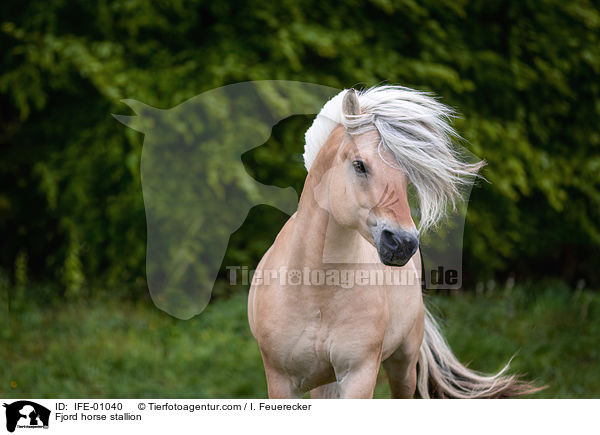 Fjord horse stallion / IFE-01040