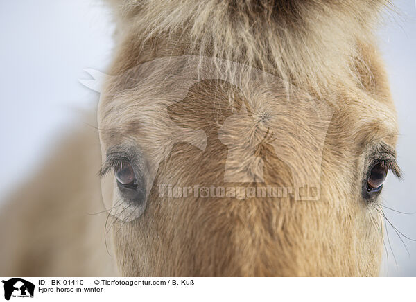 Fjord horse in winter / BK-01410
