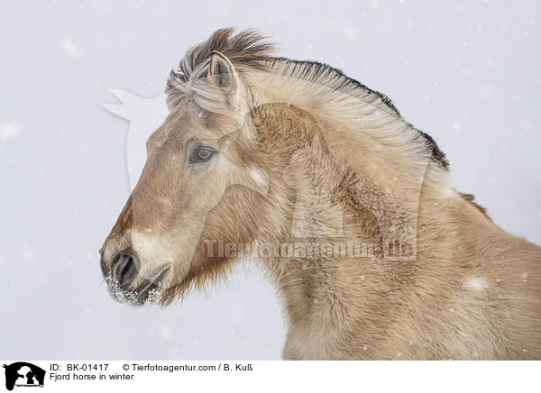 Fjord horse in winter / BK-01417