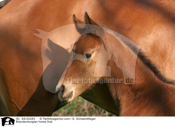 Brandenburgian horse foal / SS-02283