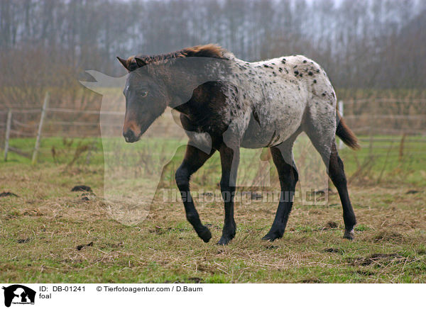 foal / DB-01241